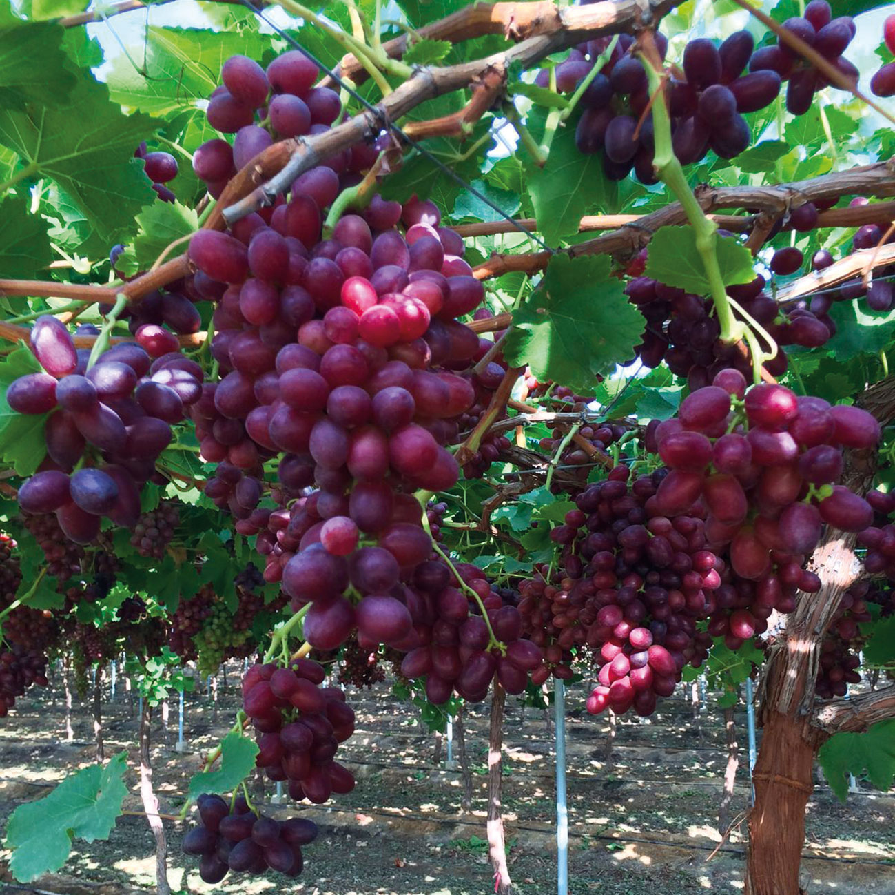 moreneta uva crimson
